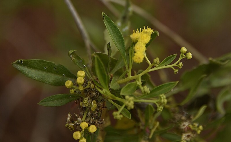 Psiadia altissima photo 3