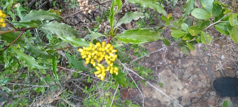 Psiadia altissima photo 4