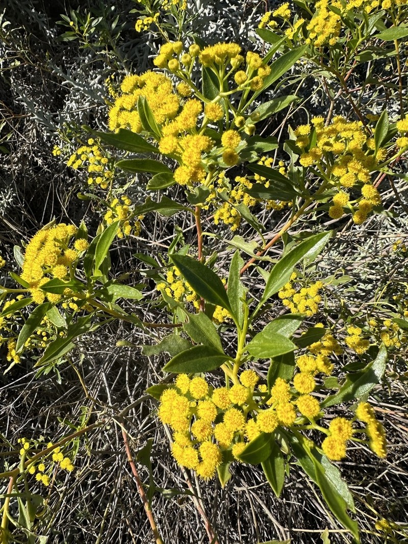 Psiadia altissima photo 6