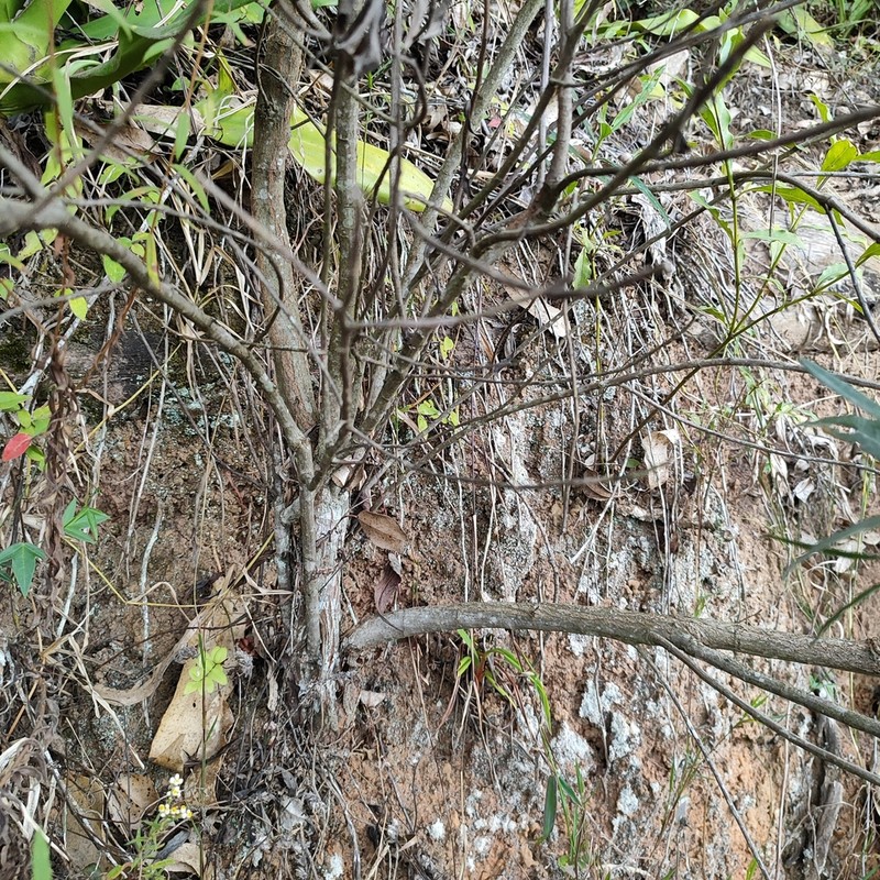 Psiadia altissima photo 7