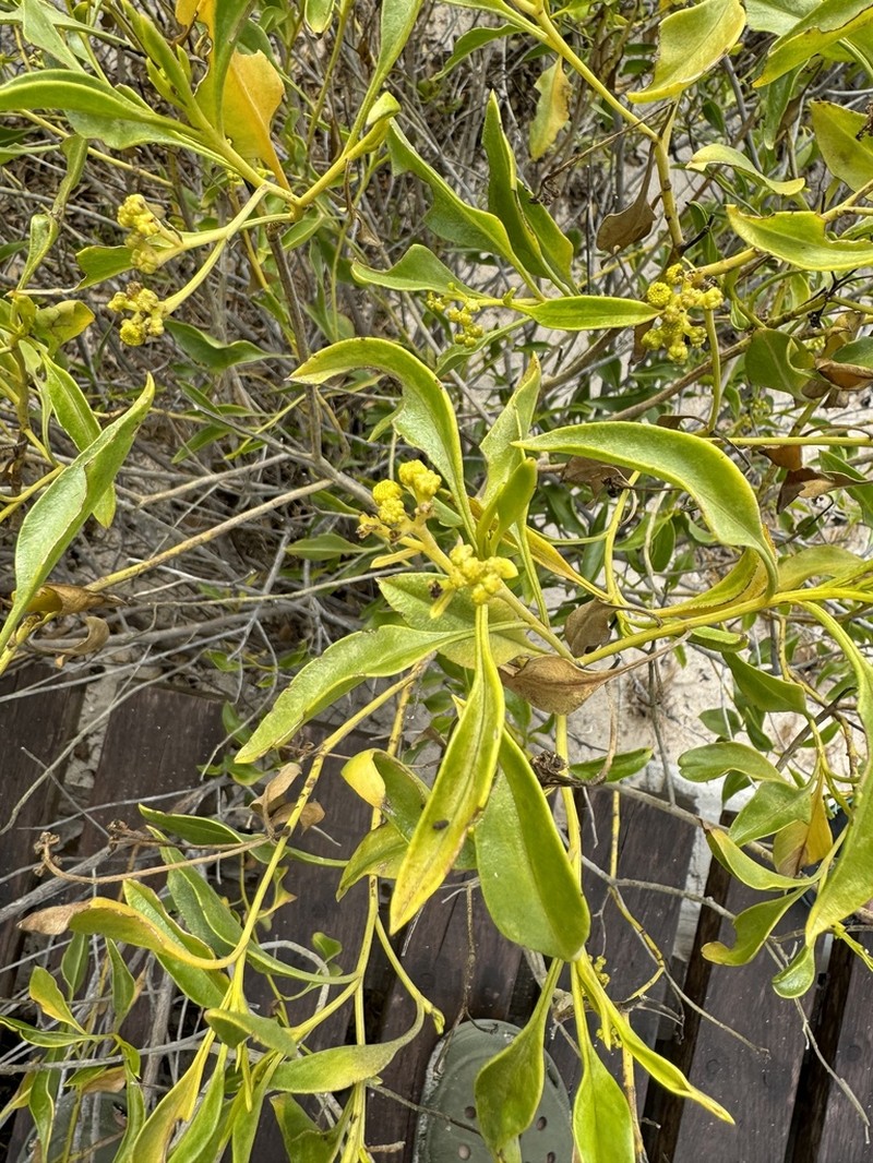 Psiadia altissima photo 8
