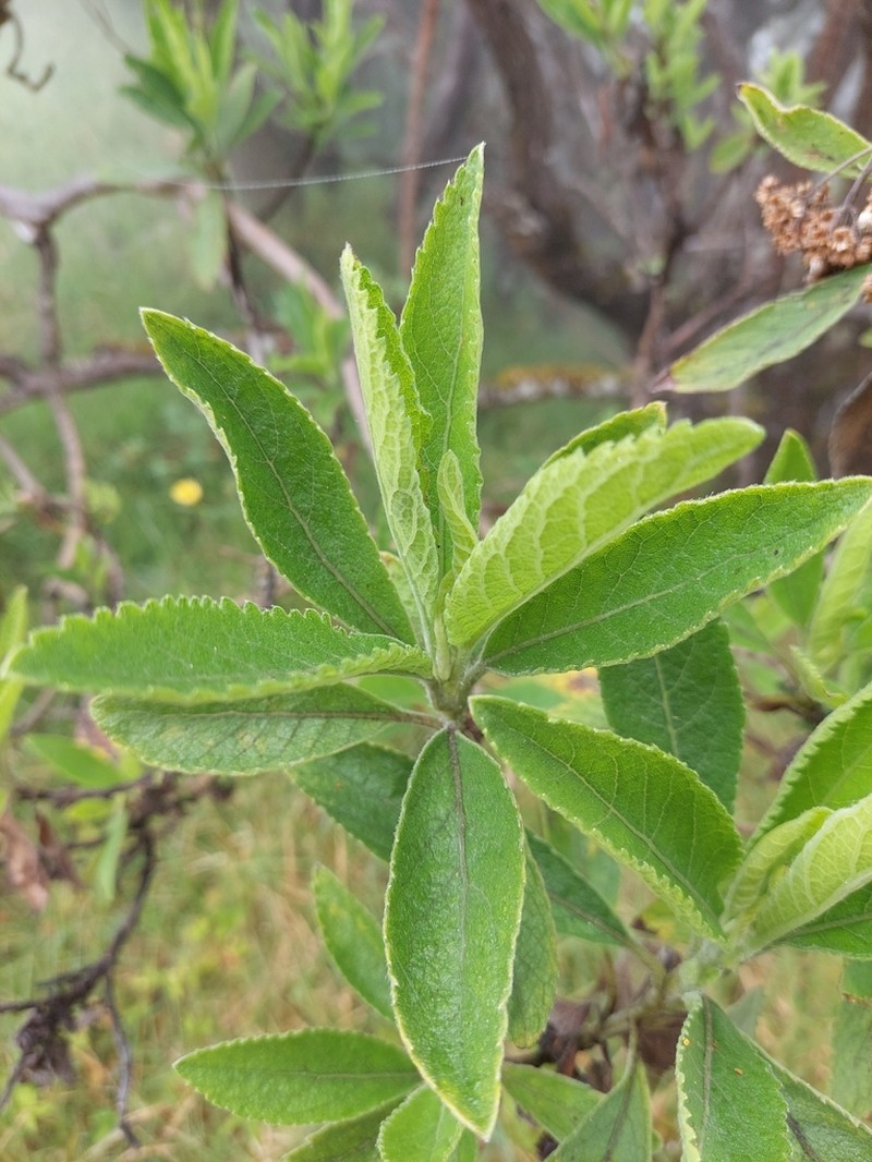 Psiadia amygdalina photo 2