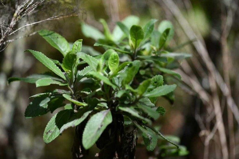 Psiadia amygdalina photo 3