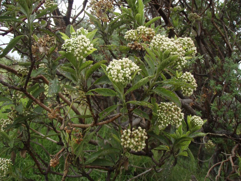 Psiadia amygdalina photo 4