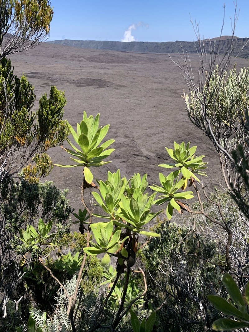 Psiadia anchusifolia
