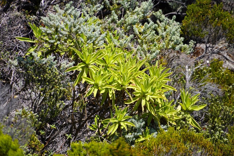 Psiadia anchusifolia photo 2