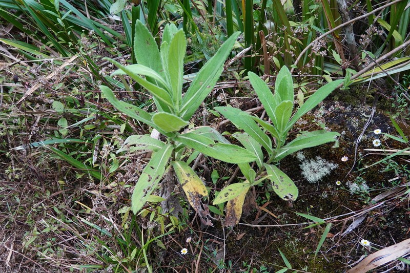Psiadia anchusifolia photo 3