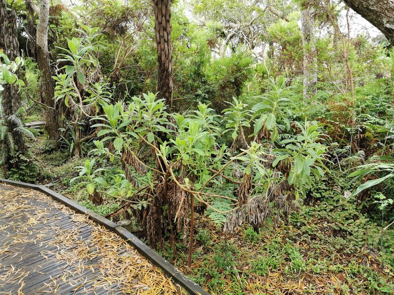 Psiadia anchusifolia photo 4