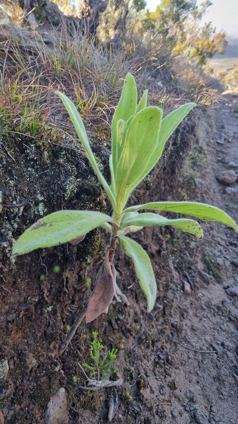 Psiadia anchusifolia photo 5