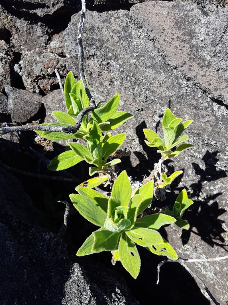 Psiadia anchusifolia photo 6