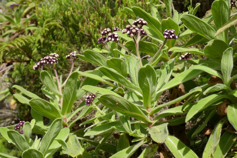 Psiadia anchusifolia photo 7
