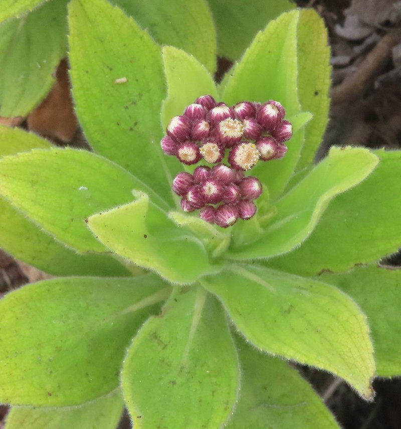 Psiadia anchusifolia photo 8