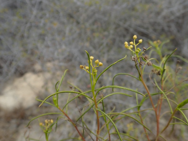 Psiadia angustifolia photo 2