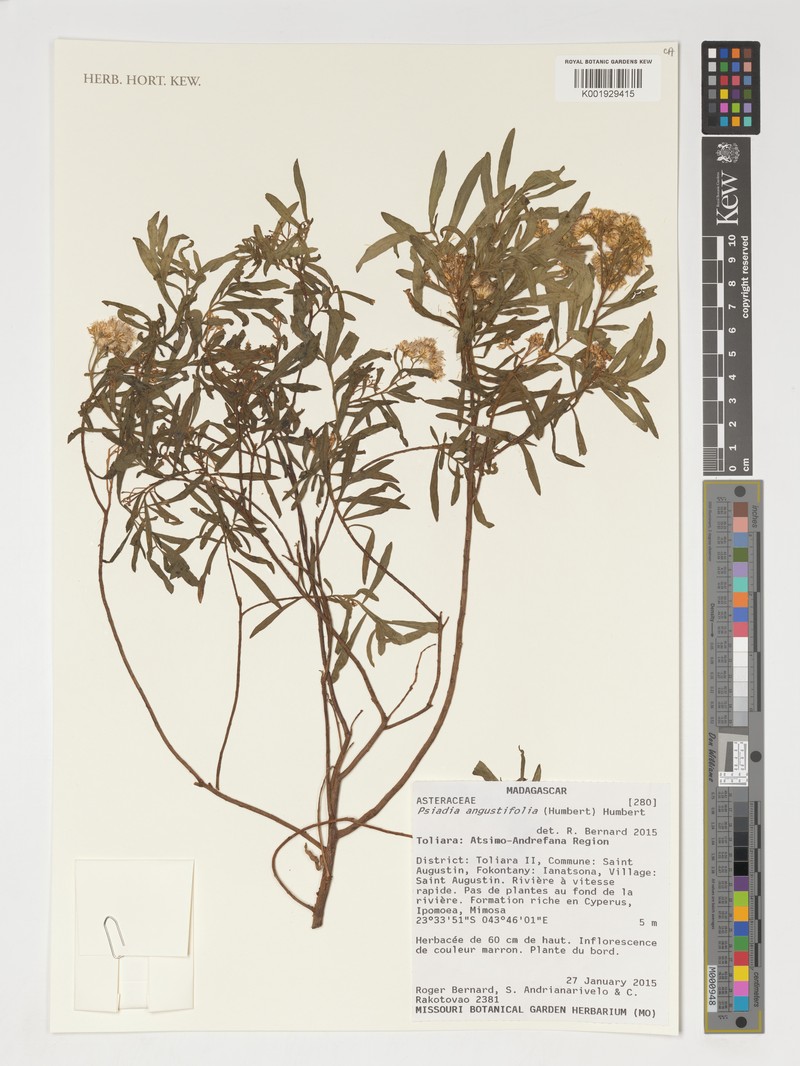 Psiadia angustifolia photo 3