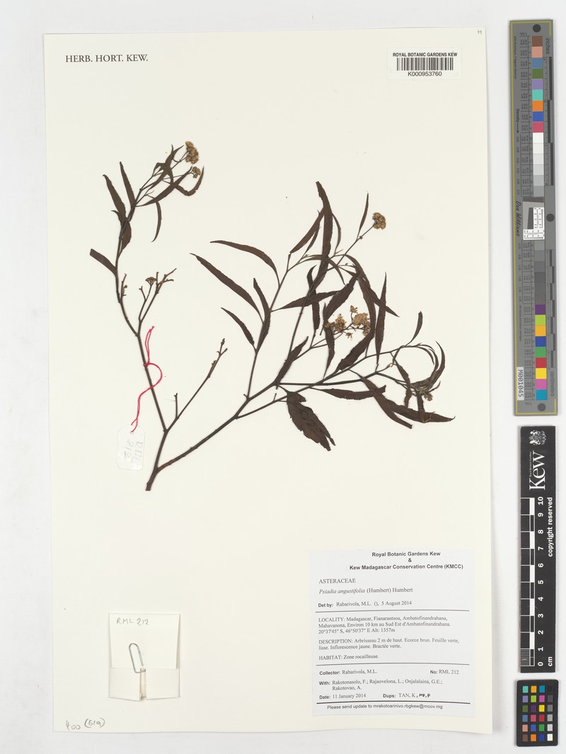 Psiadia angustifolia photo 4