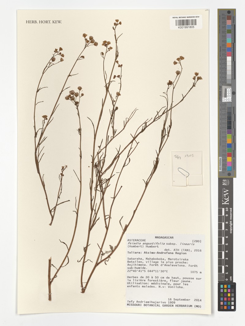 Psiadia angustifolia photo 5