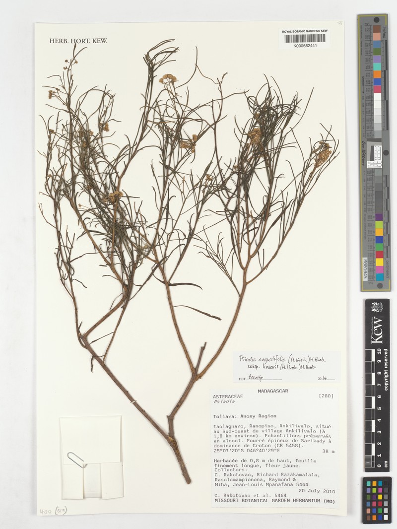 Psiadia angustifolia subsp. linearis