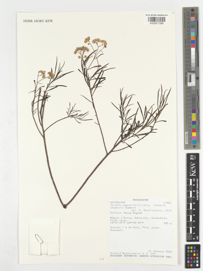 Psiadia angustifolia subsp. linearis photo 2