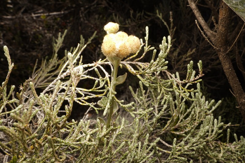 Psiadia argentea