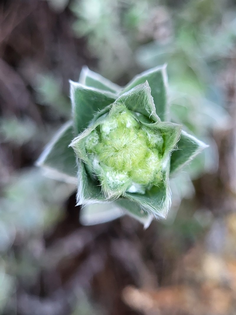 Psiadia argentea photo 2