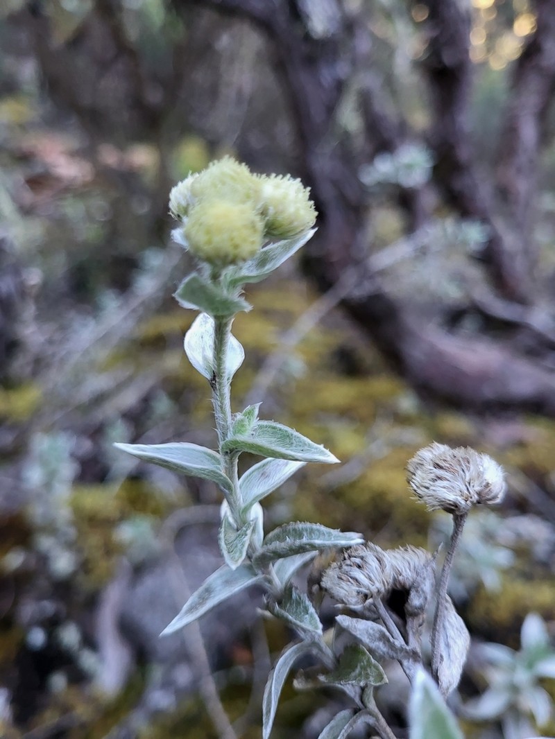 Psiadia argentea photo 3