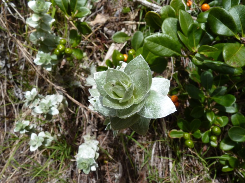 Psiadia argentea photo 4