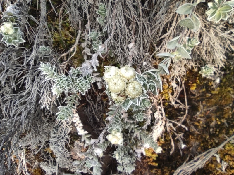 Psiadia argentea photo 5