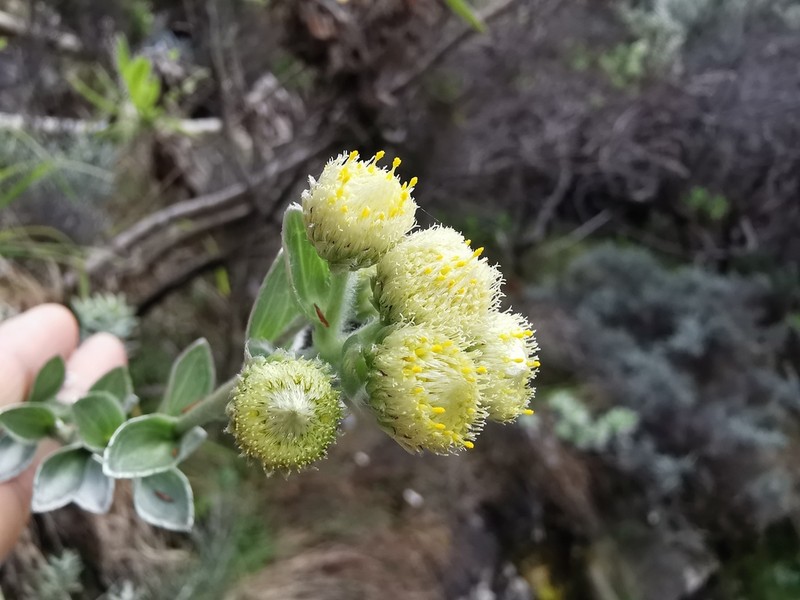 Psiadia argentea photo 6