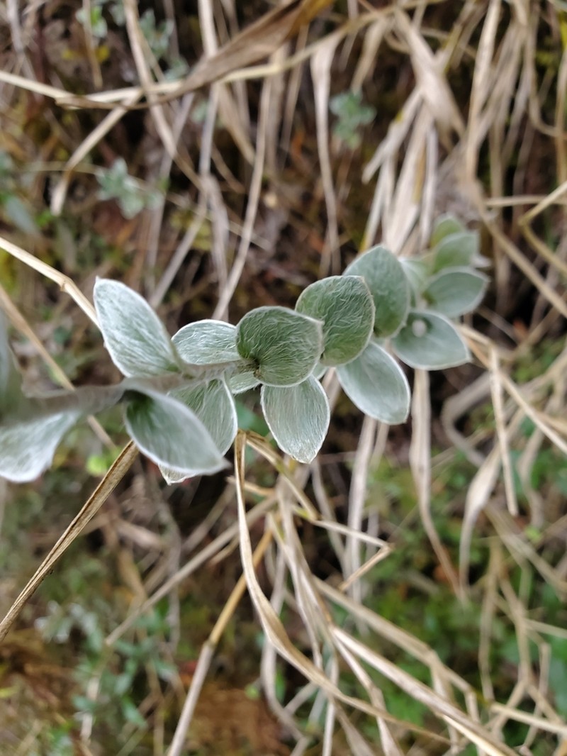 Psiadia argentea photo 7