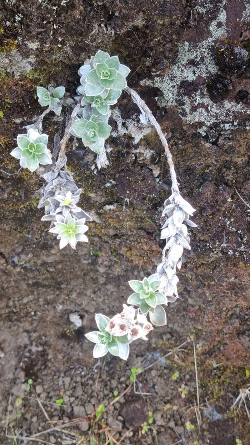 Psiadia argentea photo 8