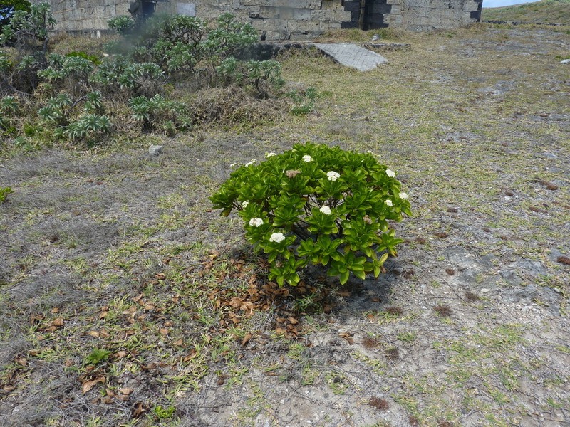 Psiadia arguta