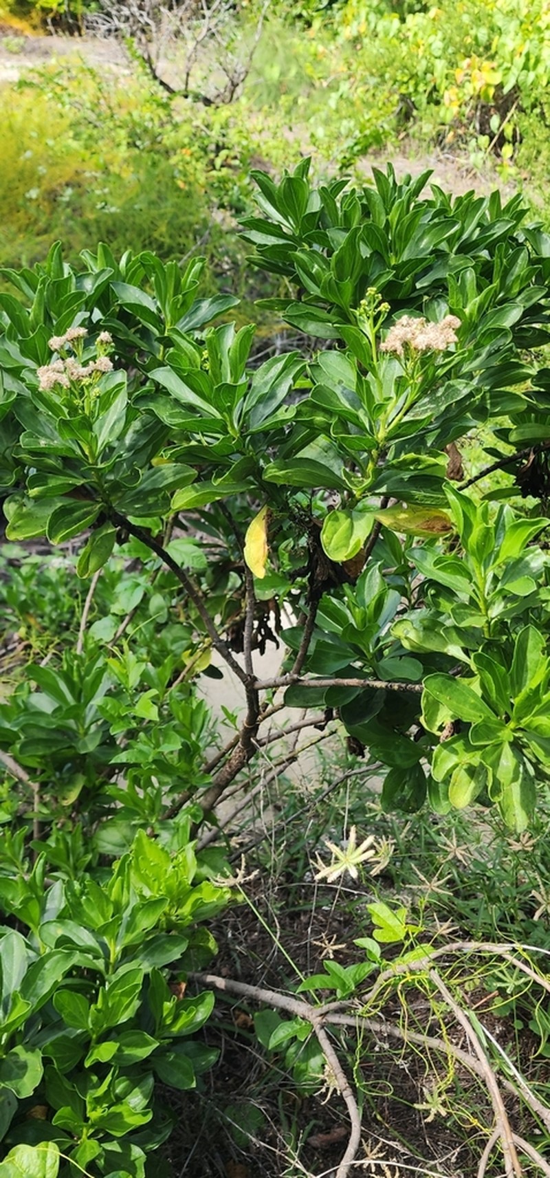 Psiadia arguta photo 2