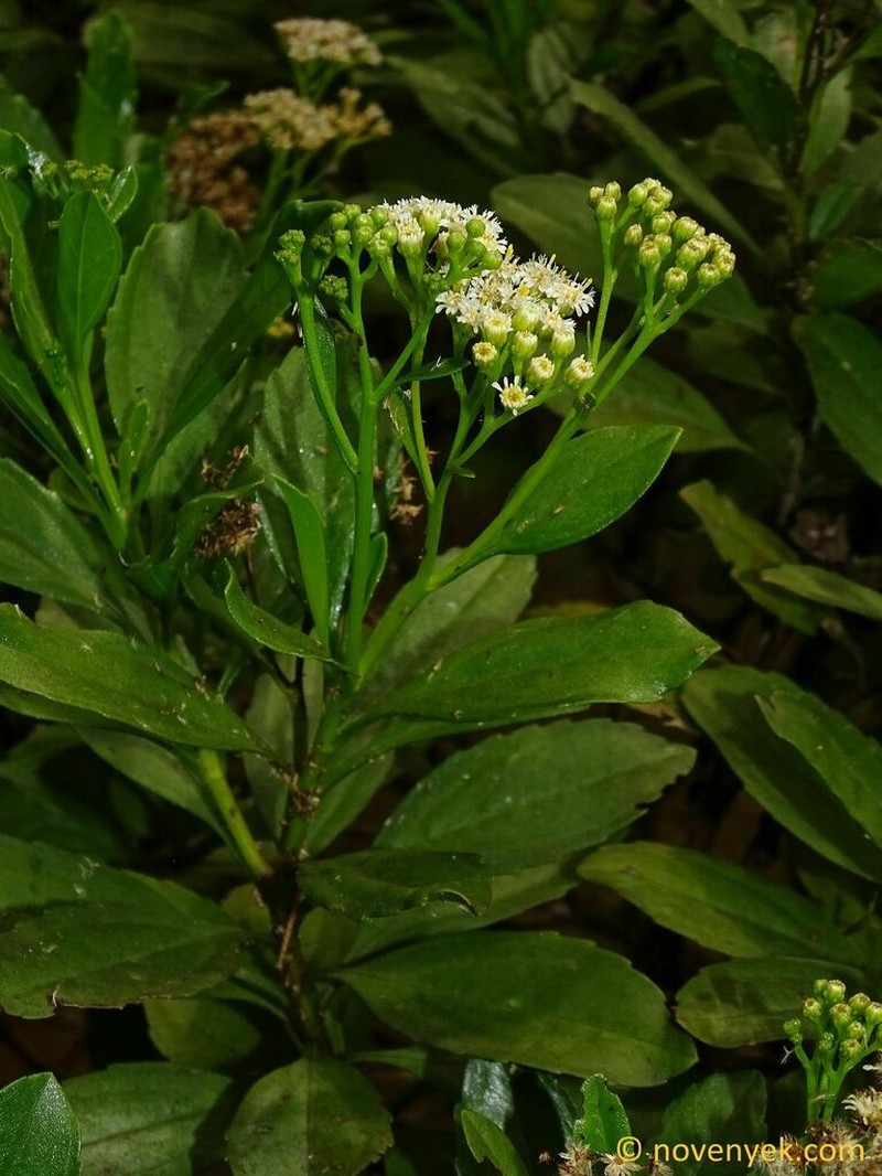 Psiadia arguta photo 4