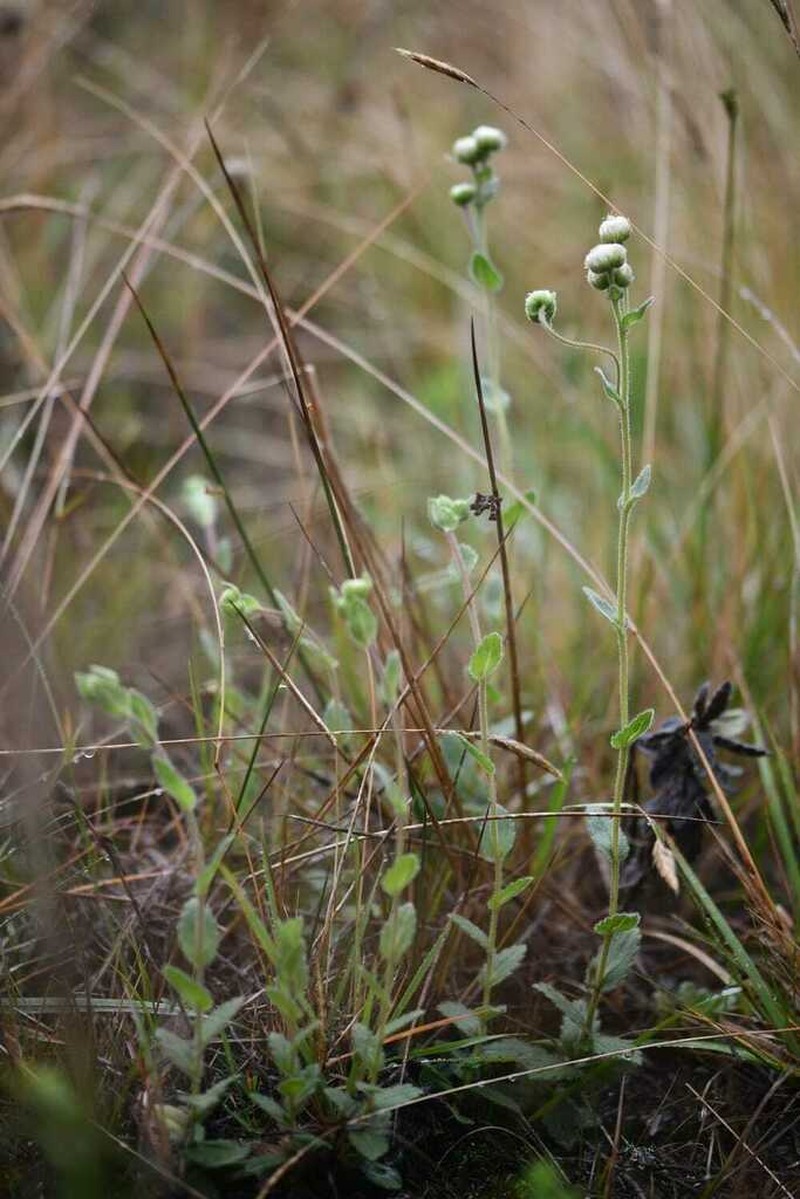 Psiadia aspera