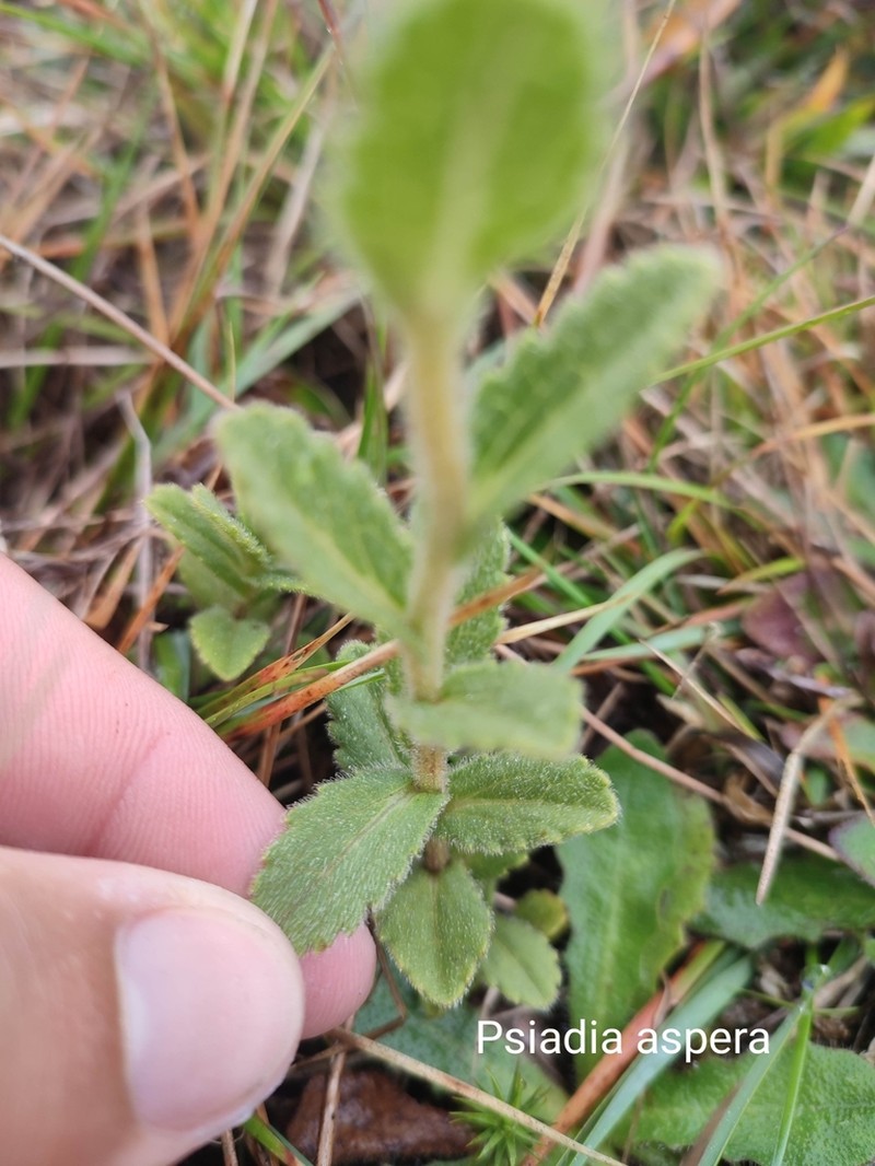 Psiadia aspera photo 2