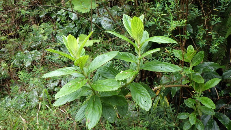 Psiadia boivinii photo 3