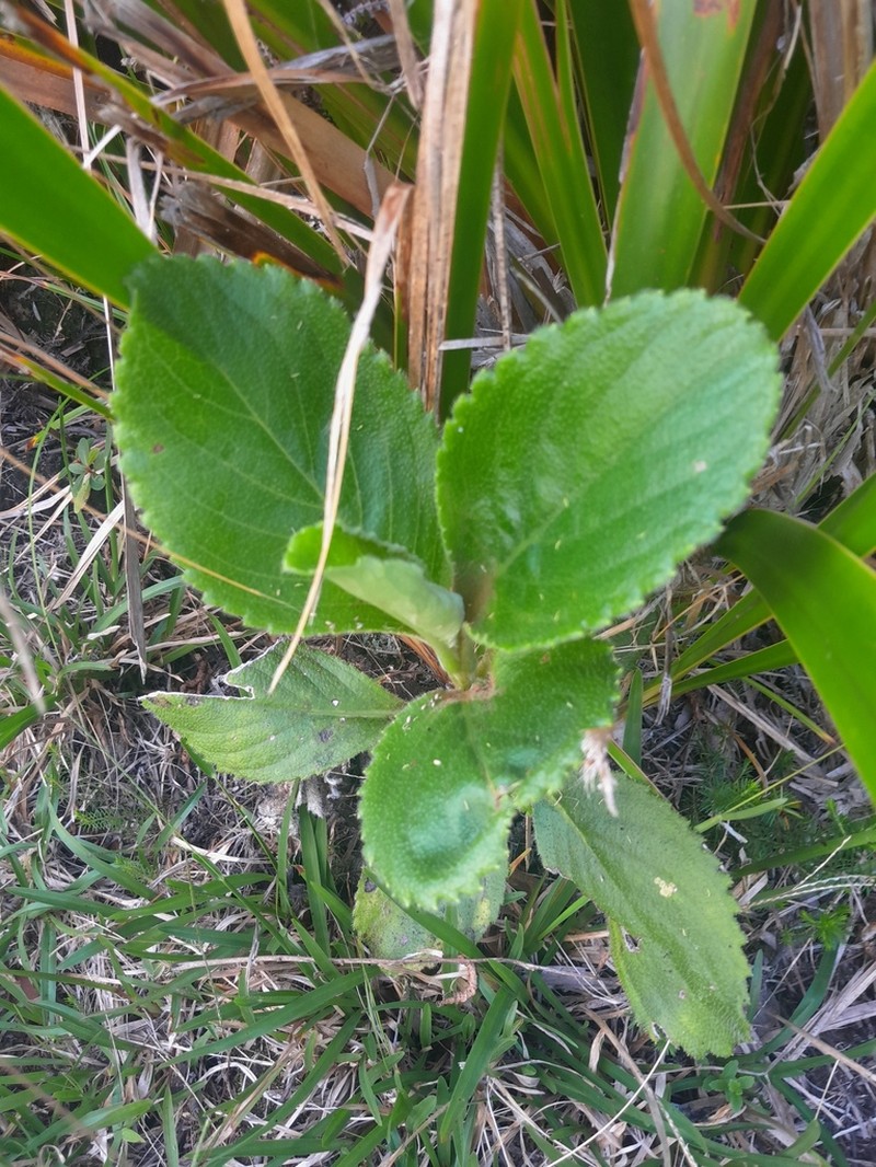 Psiadia boivinii photo 5