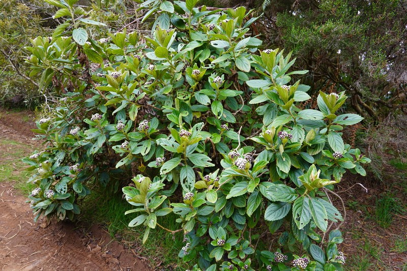 Psiadia boivinii photo 6