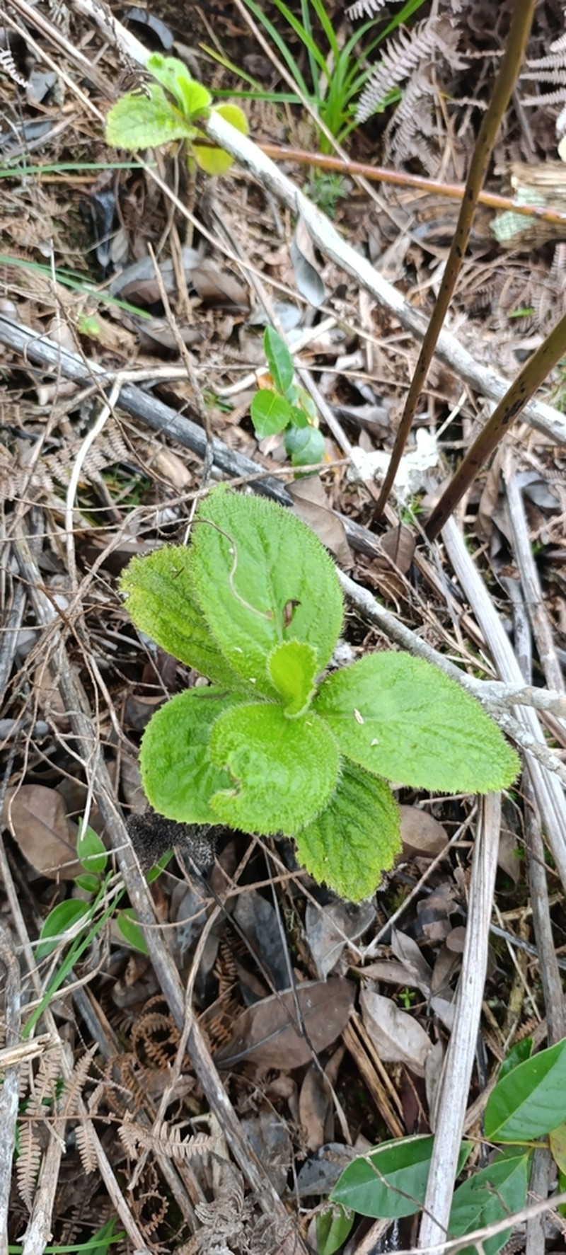 Psiadia boivinii photo 7