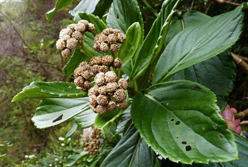 Psiadia boivinii photo 8