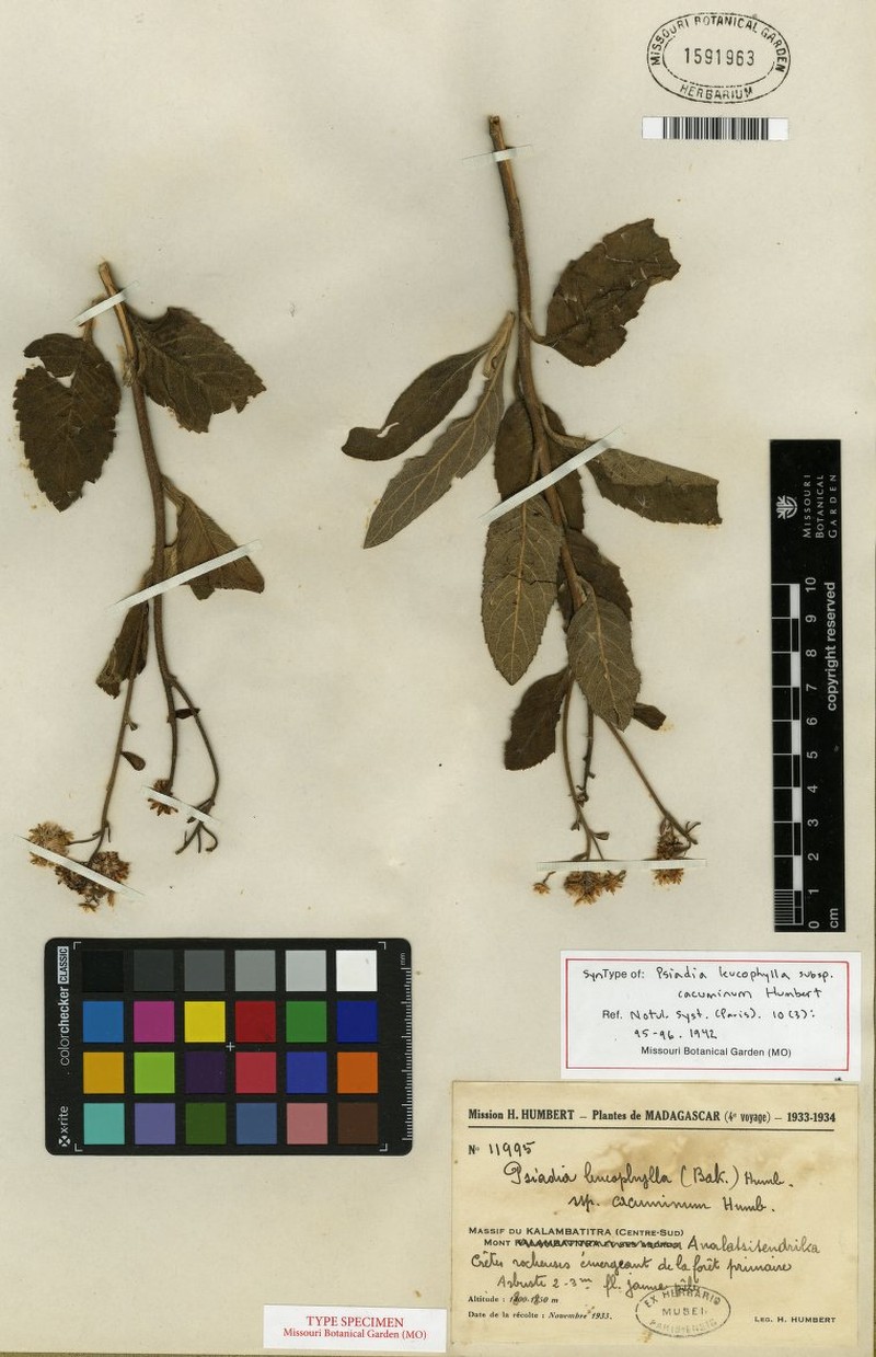 Psiadia cacuminum