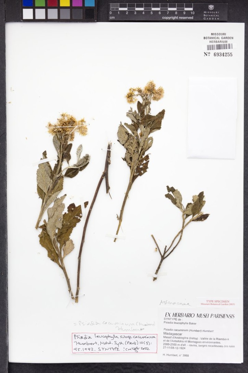 Psiadia cacuminum photo 2
