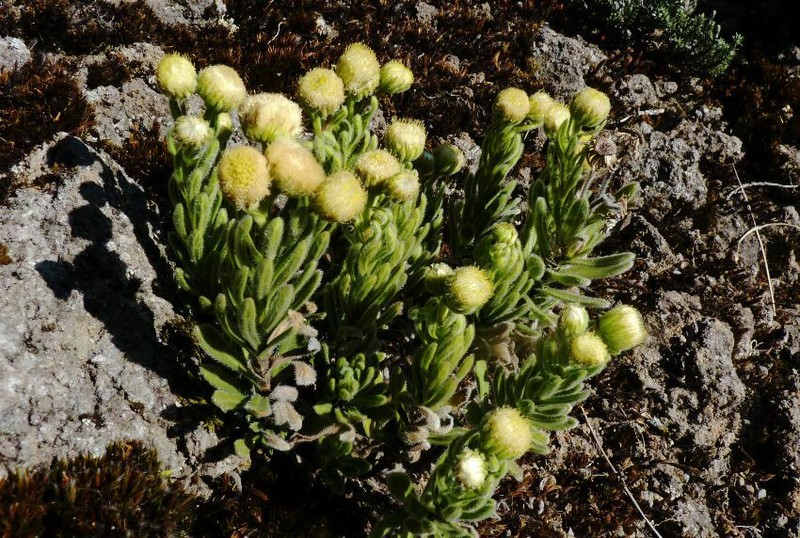Psiadia callocephala