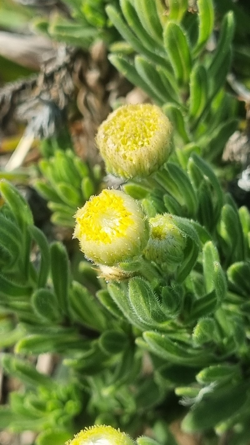 Psiadia callocephala photo 2