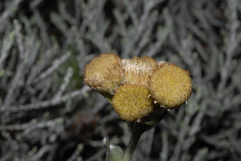 Psiadia callocephala photo 3