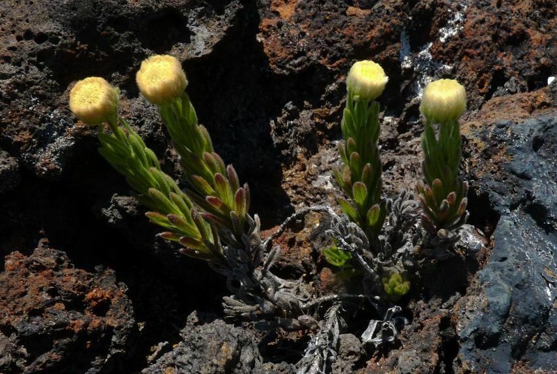 Psiadia callocephala photo 4