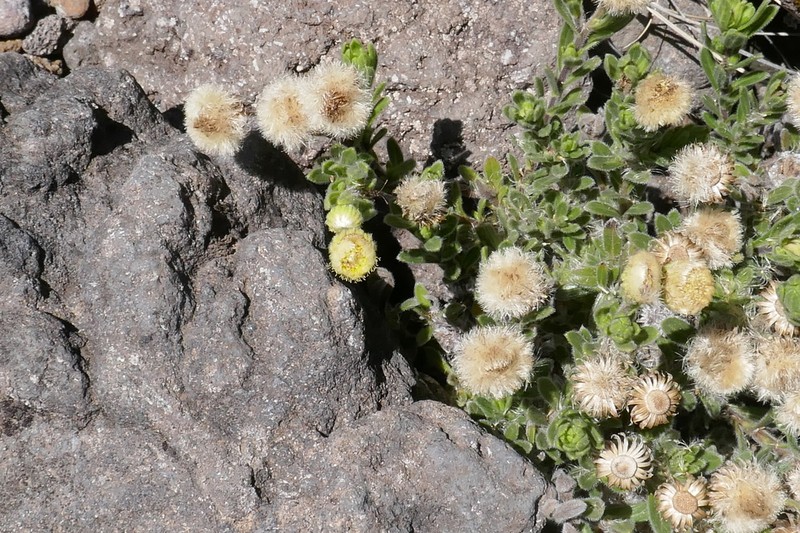 Psiadia callocephala photo 5
