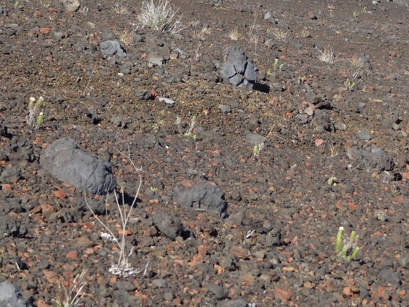 Psiadia callocephala photo 6