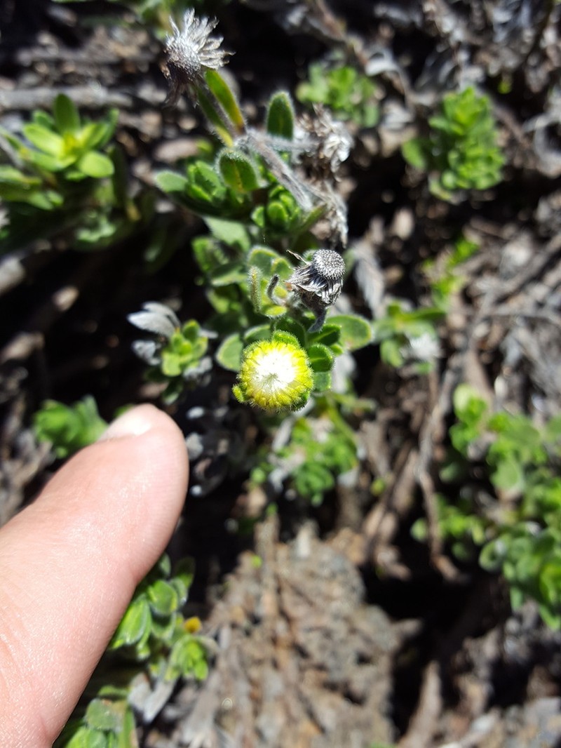 Psiadia callocephala photo 8