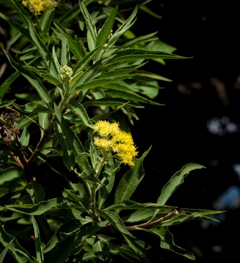 Psiadia ceylanica photo 3